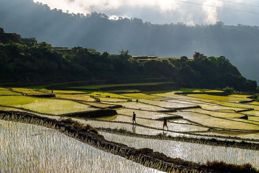 buscalan rice terraces kalinga tourist spots